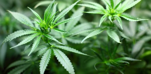 CANNABIS [MoK-Folge 543]