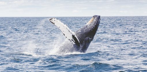 OZEANE [MoK-Folge 546]