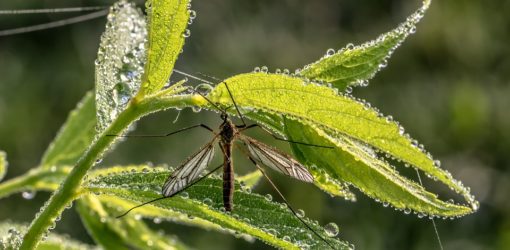 STECKMÜCKEN [MoK-Folge 561]